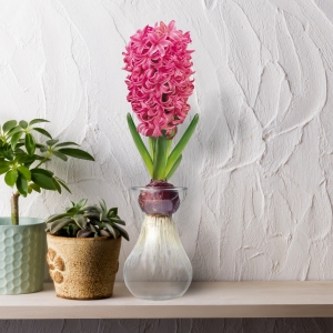 Hyacinth Fragrant Pink Bulb with Forcing Vase